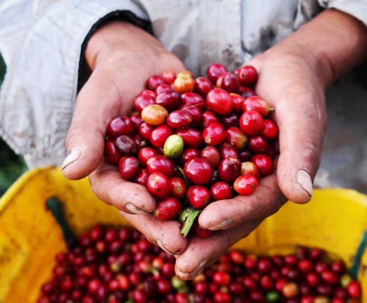 Sunterra coffee